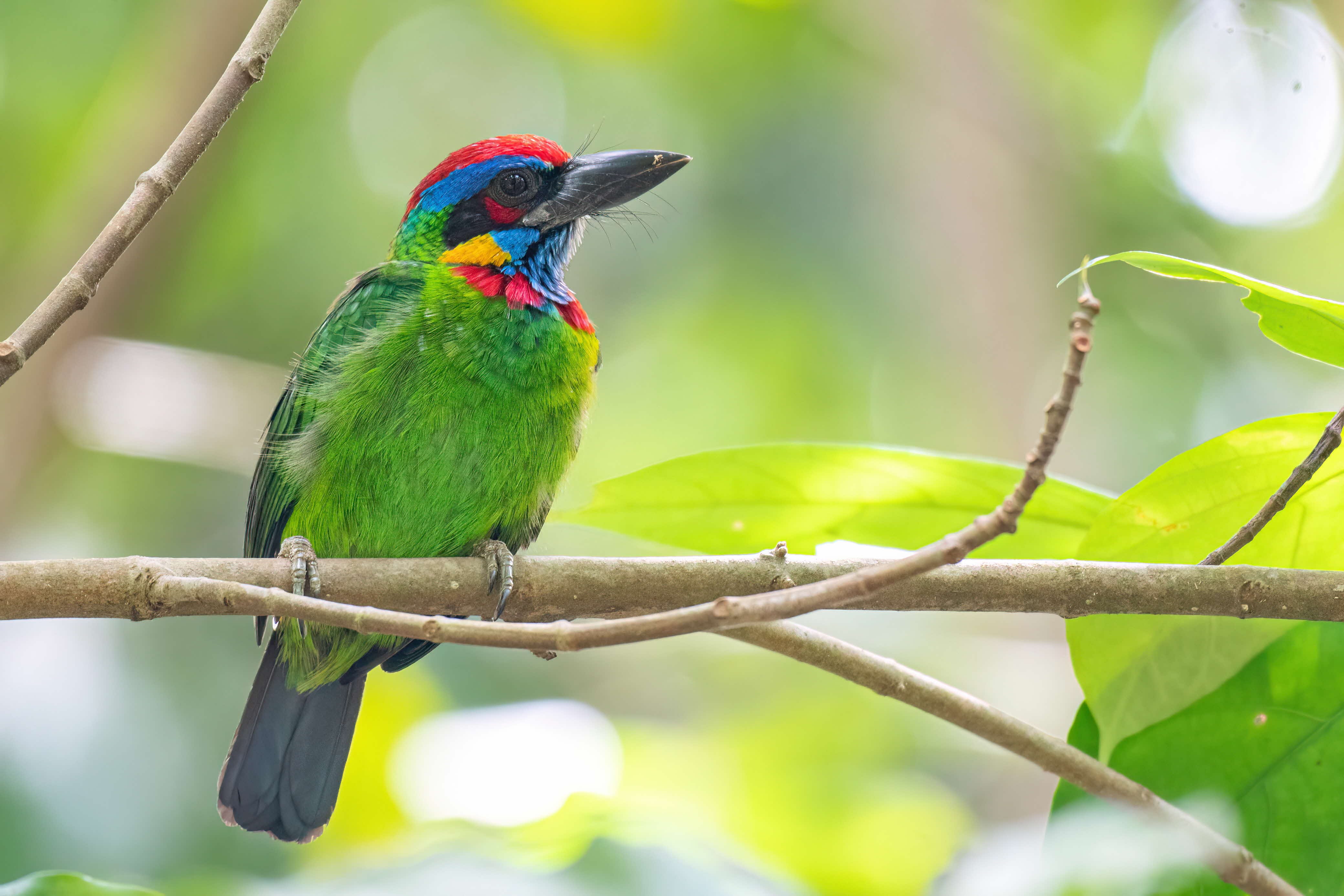 A predominantly green bird with vibrantly coloured feathers at its head.